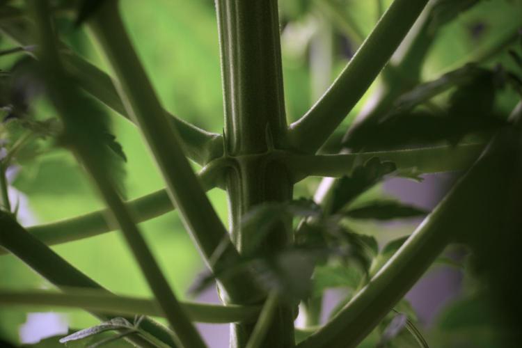 Lemon Cherry Gelato YumYum. Week 6 - Lemon Cherry Gelato 12/12 from seed