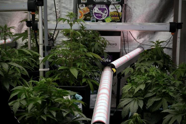 Lemon Cherry Gelato YumYum. Week 6 - Room Views 