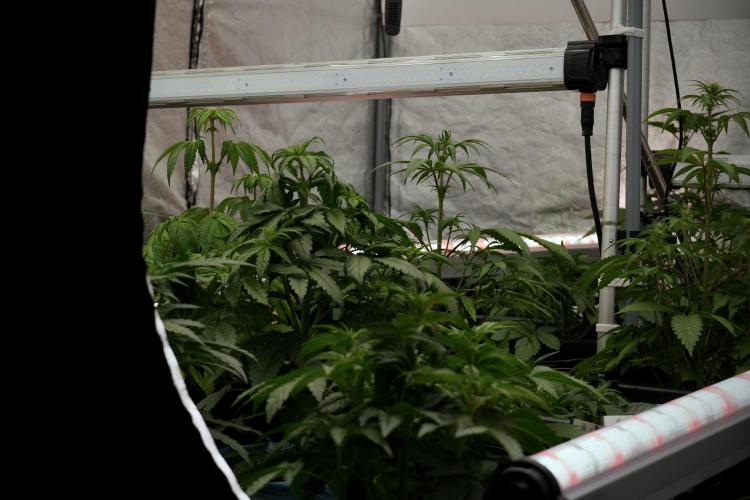 Lemon Cherry Gelato YumYum. Week 6 - Room Views 