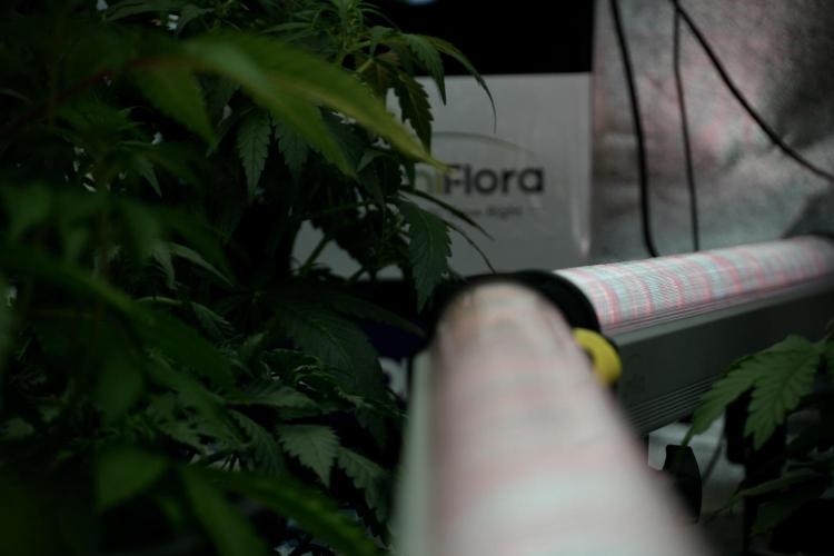 Lemon Cherry Gelato YumYum. Week 6 - Room Views 