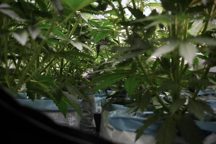 Lemon Cherry Gelato YumYum. Week 6 - Room Views 