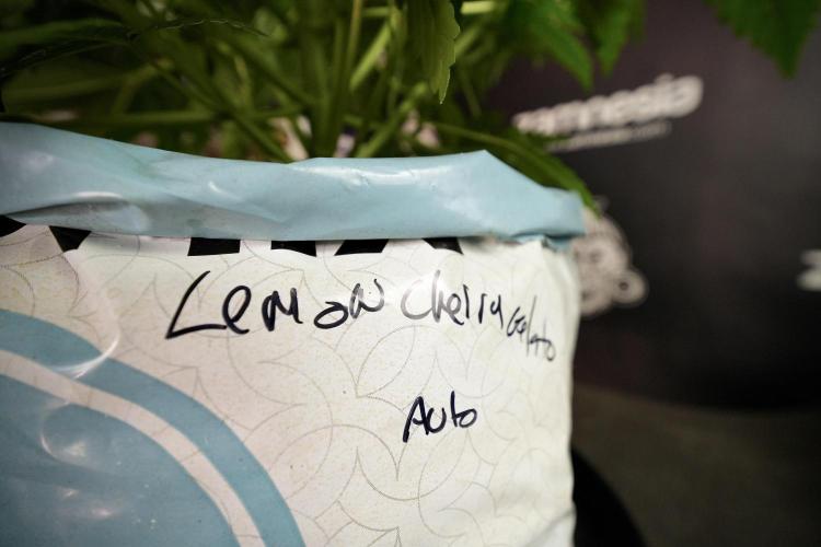 Lemon Cherry Gelato YumYum. Week 6 - LCG