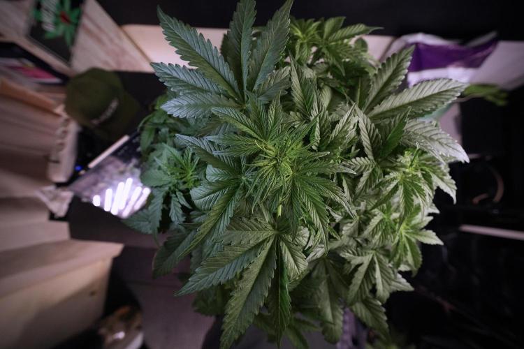 Lemon Cherry Gelato YumYum. Week 6 - LCG