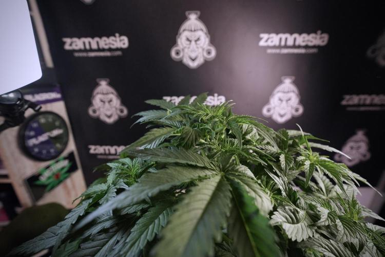 Lemon Cherry Gelato YumYum. Week 6 - LCG