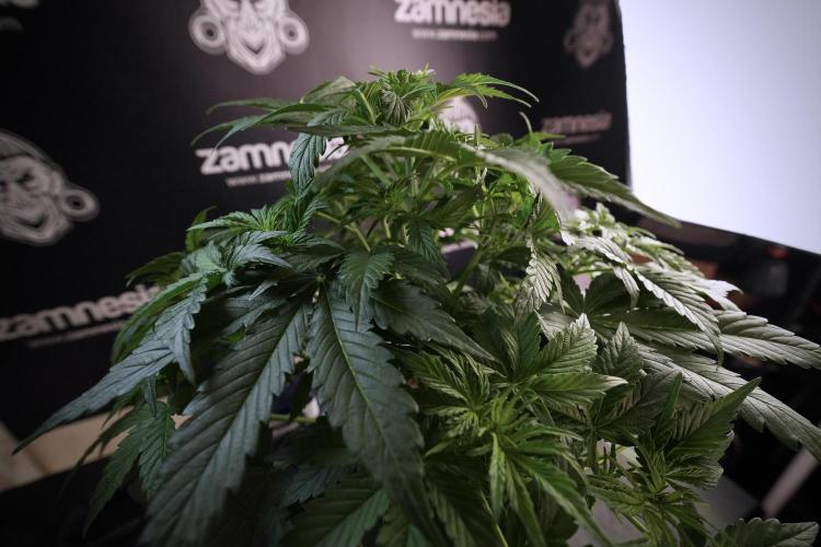 Lemon Cherry Gelato YumYum. Week 6 - LCG