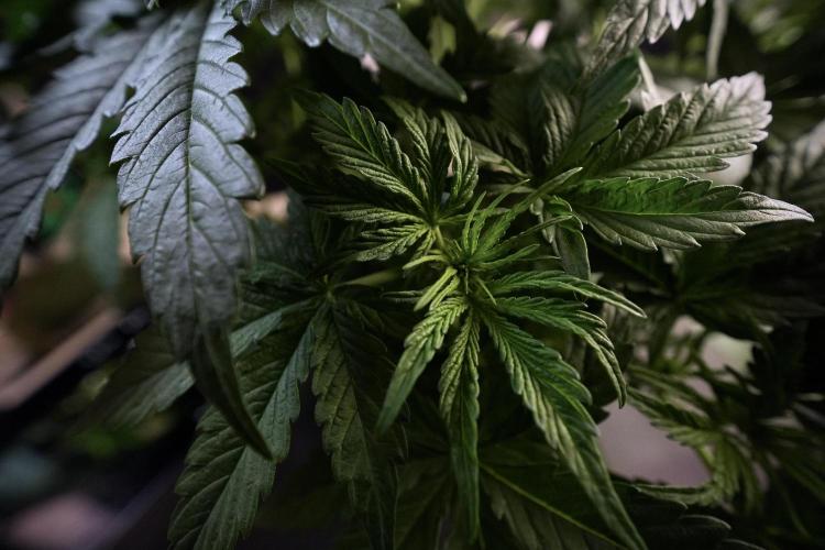 Lemon Cherry Gelato YumYum. Week 6 - LCG