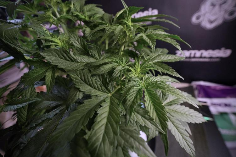 Lemon Cherry Gelato YumYum. Week 6 - LCG