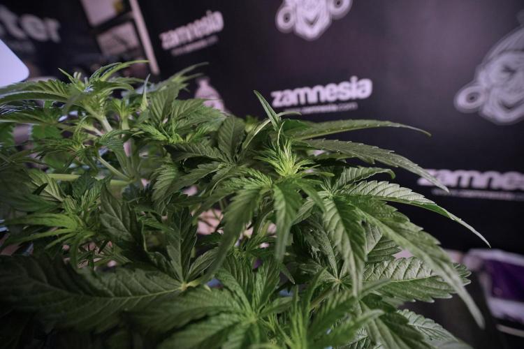 Lemon Cherry Gelato YumYum. Week 6 - LCG