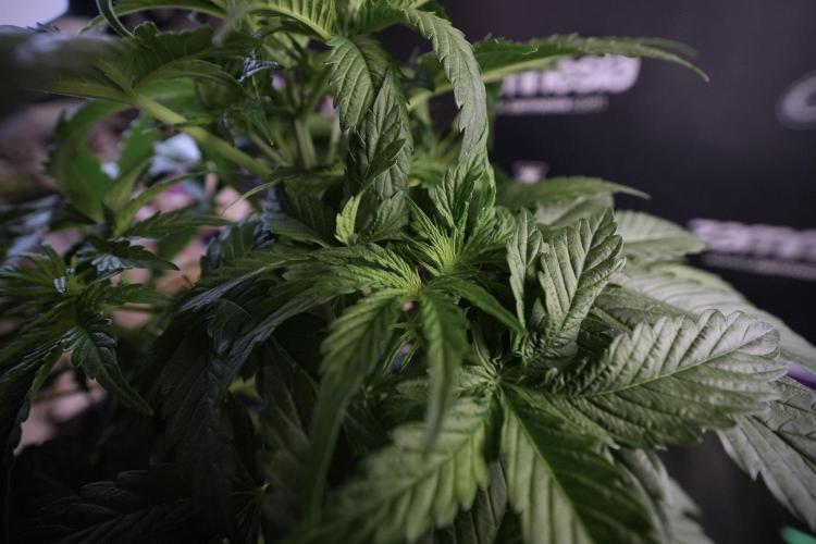 Lemon Cherry Gelato YumYum. Week 6 - LCG