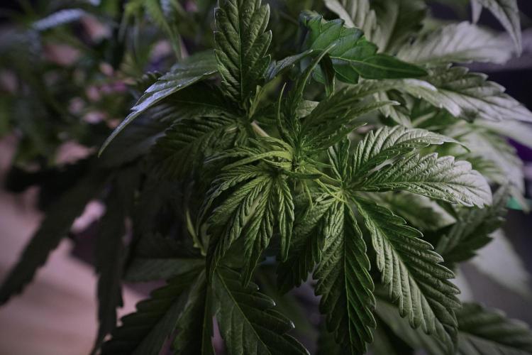 Lemon Cherry Gelato YumYum. Week 6 - LCG