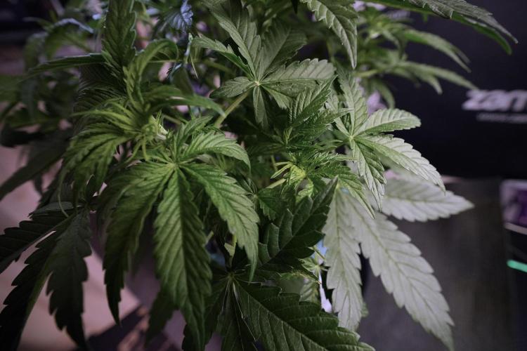 Lemon Cherry Gelato YumYum. Week 6 - LCG