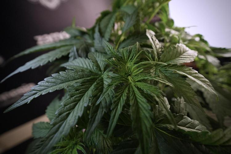 Lemon Cherry Gelato YumYum. Week 6 - LCG