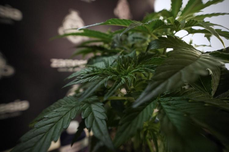 Lemon Cherry Gelato YumYum. Week 6 - LCG