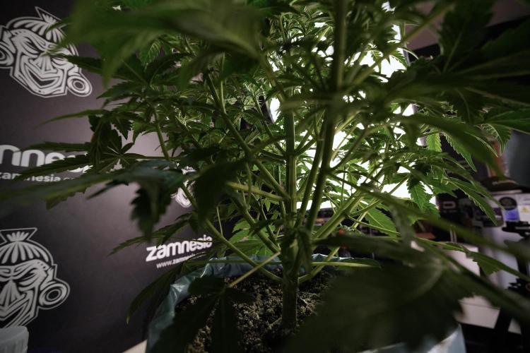 Lemon Cherry Gelato YumYum. Week 6 - side project LCG