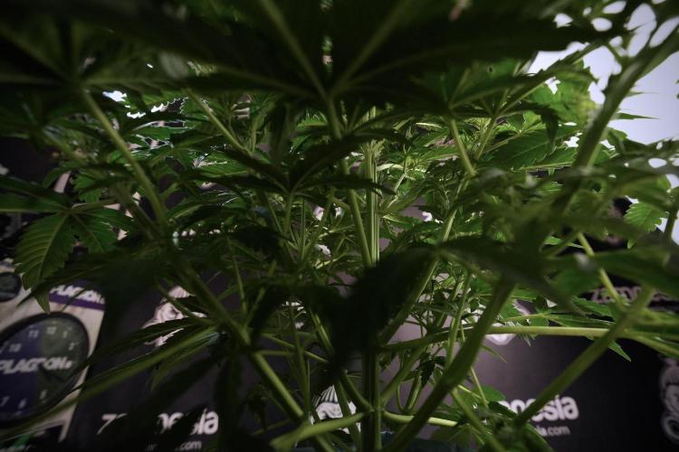 Lemon Cherry Gelato YumYum. Week 6 - side project LCG