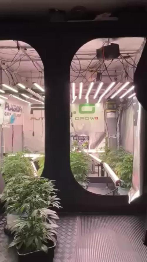 Cosmic Noodles a Zamnesia Dish