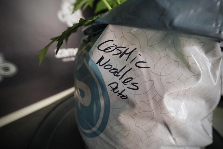 Cosmic Noodles a Zamnesia Dish. Week 6 - Plant B