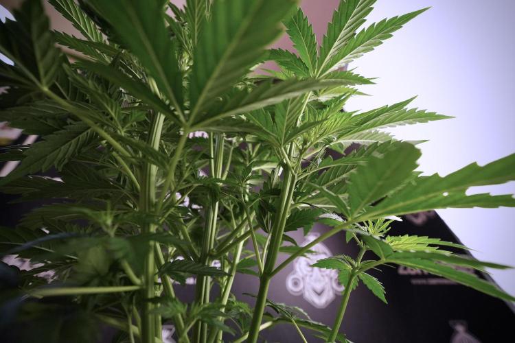 Cosmic Noodles a Zamnesia Dish. Week 6 - Plant B