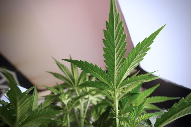 Cosmic Noodles a Zamnesia Dish. Week 6 - Plant B