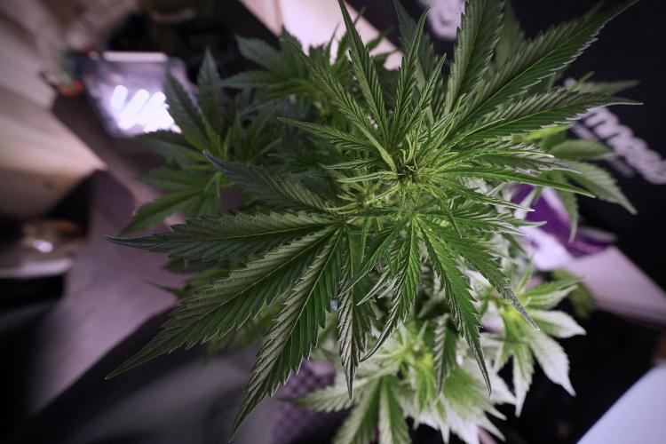 Cosmic Noodles a Zamnesia Dish. Week 6 - Plant B