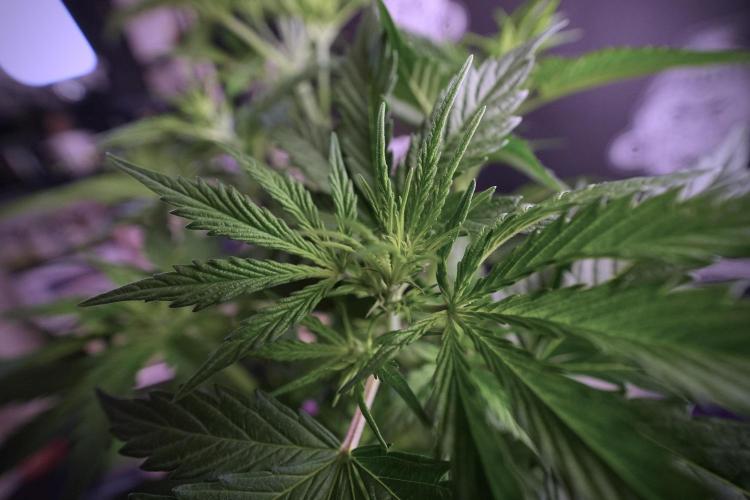 Cosmic Noodles a Zamnesia Dish. Week 6 - Plant B