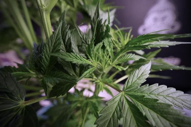 Cosmic Noodles a Zamnesia Dish. Week 6 - Plant B