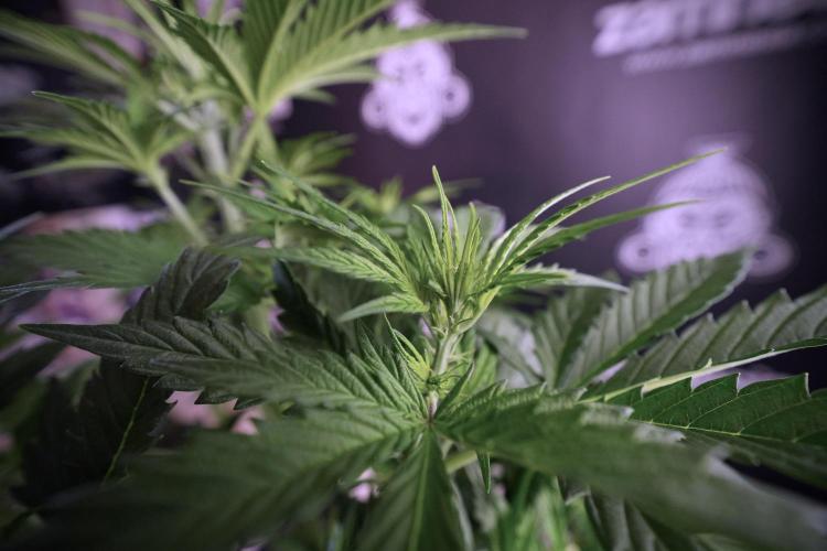 Cosmic Noodles a Zamnesia Dish. Week 6 - Plant B