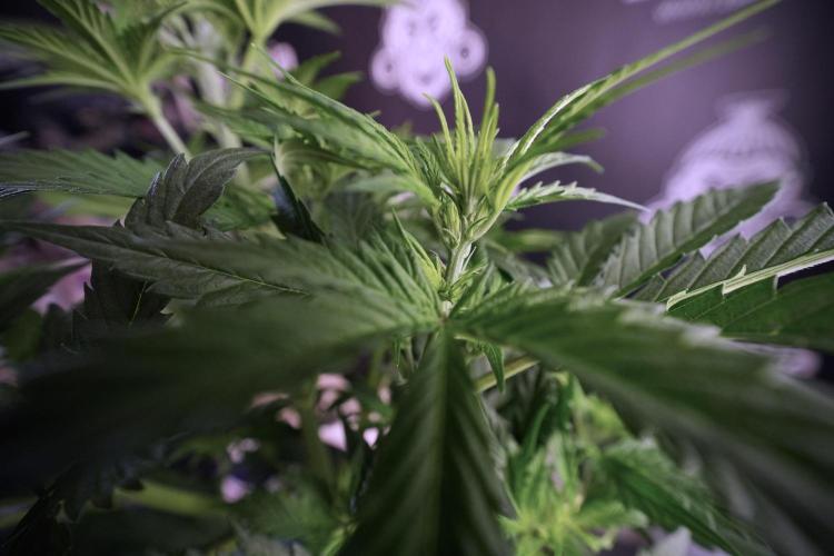 Cosmic Noodles a Zamnesia Dish. Week 6 - Plant B