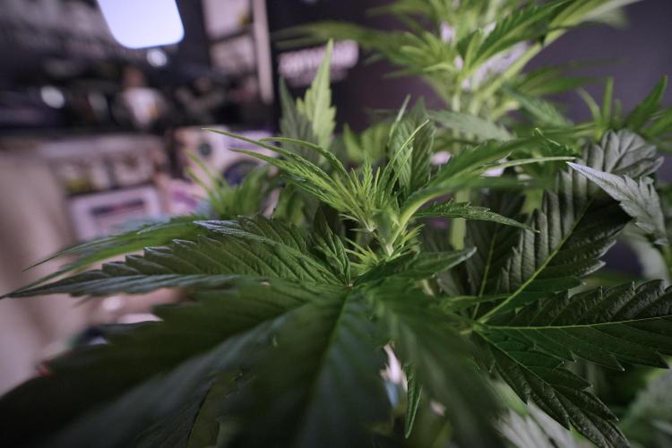 Cosmic Noodles a Zamnesia Dish. Week 6 - Plant B