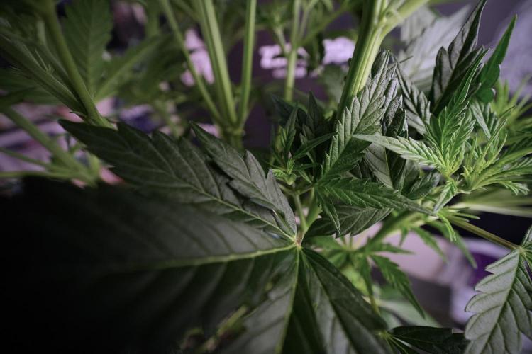 Cosmic Noodles a Zamnesia Dish. Week 6 - Plant B