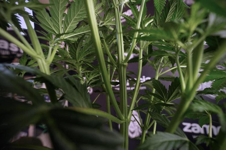 Cosmic Noodles a Zamnesia Dish. Week 6 - Plant B