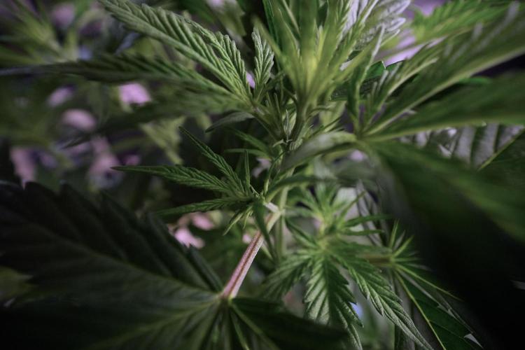 Cosmic Noodles a Zamnesia Dish. Week 6 - Plant B