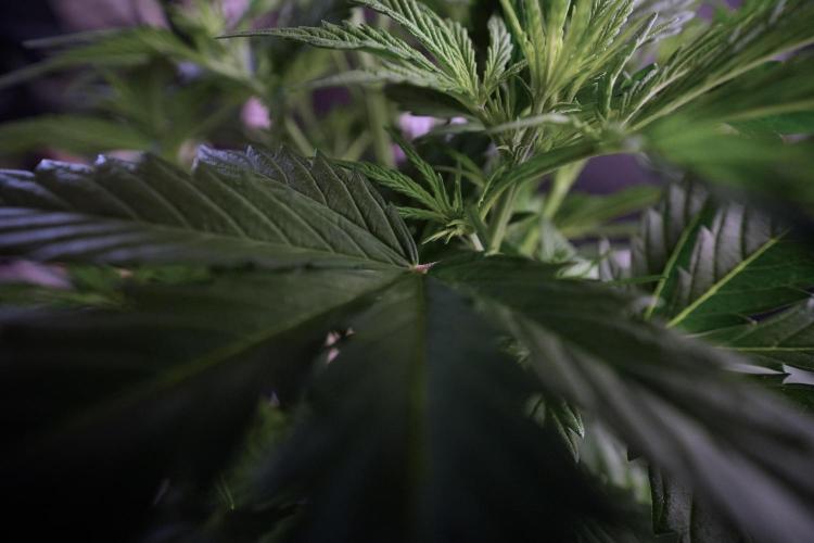 Cosmic Noodles a Zamnesia Dish. Week 6 - Plant B