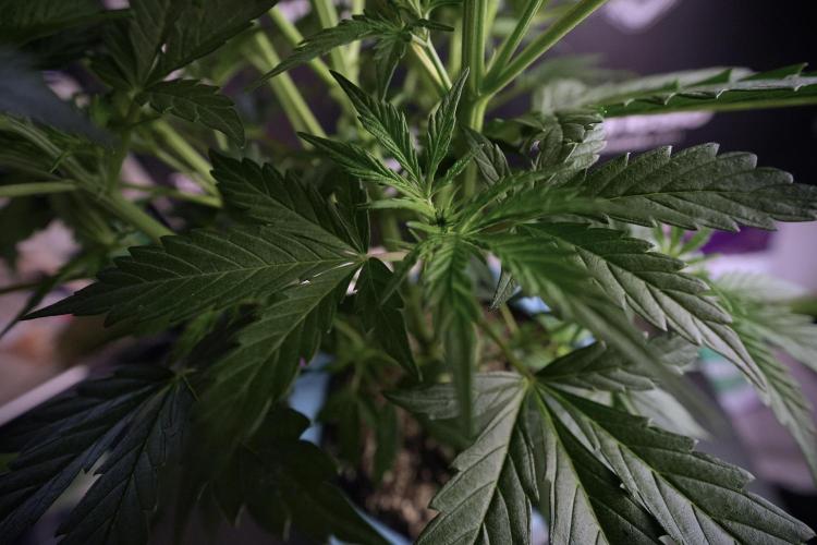 Cosmic Noodles a Zamnesia Dish. Week 6 - Plant B