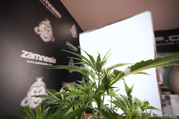 Cosmic Noodles a Zamnesia Dish. Week 6 - Plant B