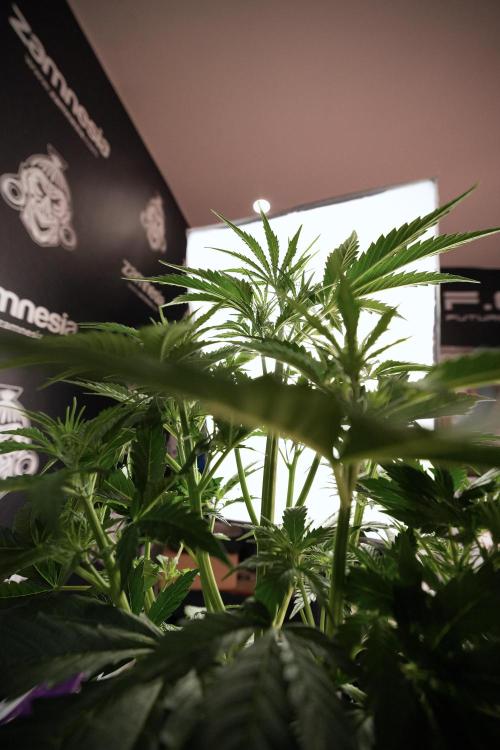 Cosmic Noodles a Zamnesia Dish. Week 6 - Plant B