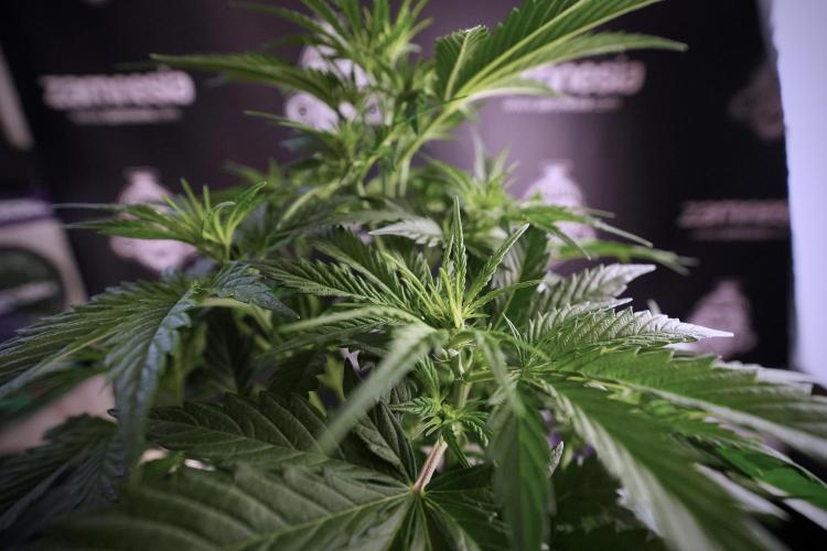 Cosmic Noodles a Zamnesia Dish. Week 6 - Plant B