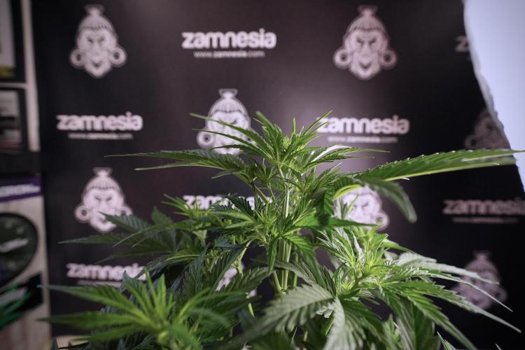 Cosmic Noodles a Zamnesia Dish. Week 6 - Plant B