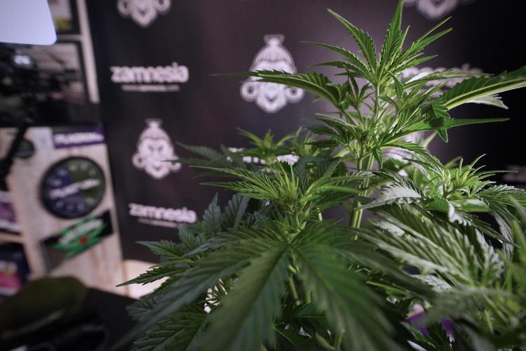 Cosmic Noodles a Zamnesia Dish. Week 6 - Plant B