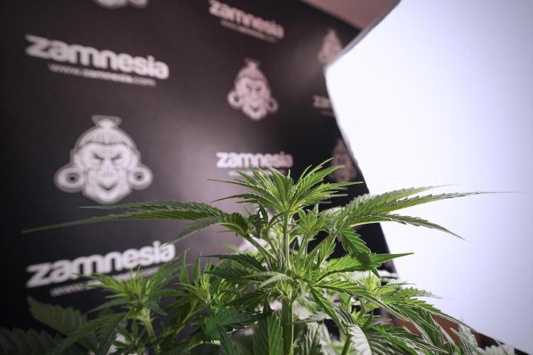 Cosmic Noodles a Zamnesia Dish. Week 6 - Plant B