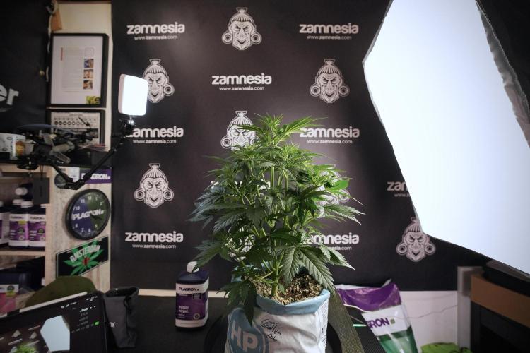 Cosmic Noodles a Zamnesia Dish. Week 6 - Plant B