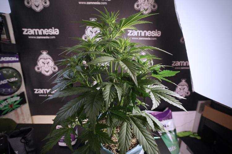 Cosmic Noodles a Zamnesia Dish. Week 6 - Plant B