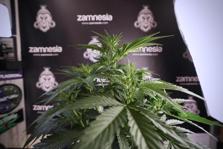 Cosmic Noodles a Zamnesia Dish. Week 6 - Plant B