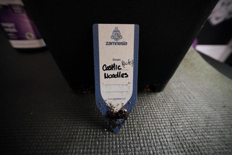 Cosmic Noodles a Zamnesia Dish. Week 6 - Plant A