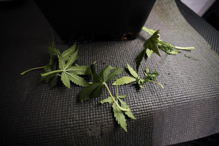 Cosmic Noodles a Zamnesia Dish. Week 6 - Plant A