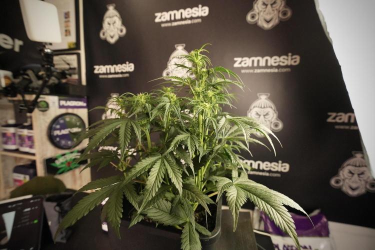 Cosmic Noodles a Zamnesia Dish. Week 6 - Plant A