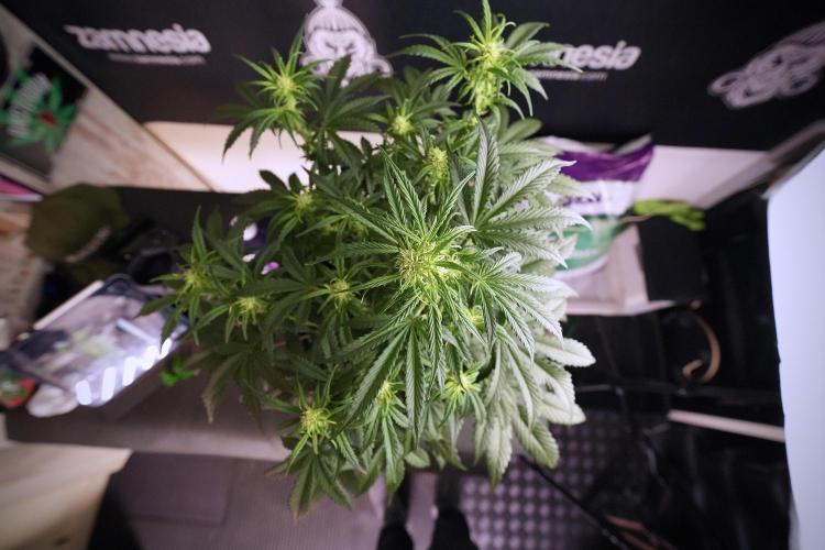 Cosmic Noodles a Zamnesia Dish. Week 6 - Plant A