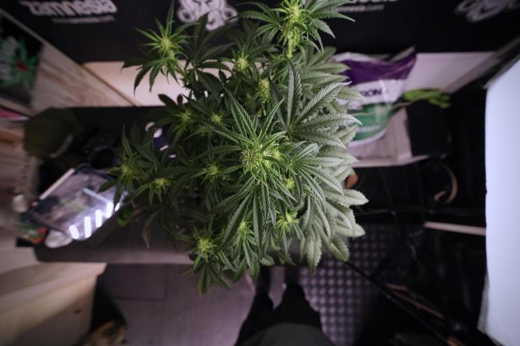 Cosmic Noodles a Zamnesia Dish. Week 6 - Plant A