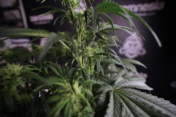 Cosmic Noodles a Zamnesia Dish. Week 6 - Plant A