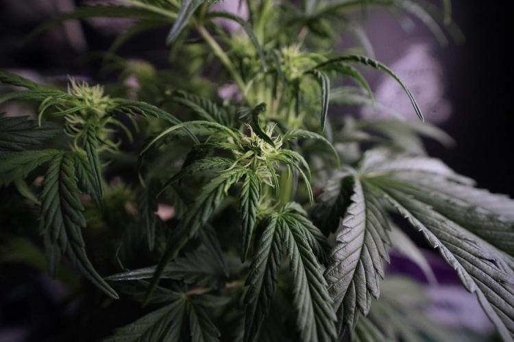 Cosmic Noodles a Zamnesia Dish. Week 6 - Plant A